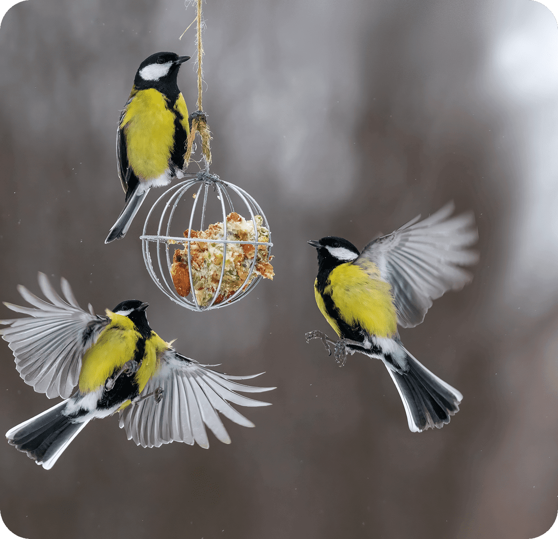 Three birds feeding on hanging bird feeder.