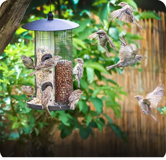 Many house sparrows swarming a backyard feeder