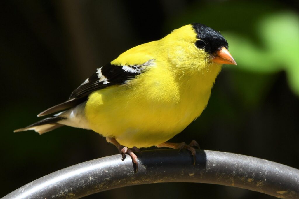 Bright yellow bird with black and white wings perched on a metal bar.