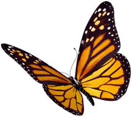 Monarch butterfly with open wings on black.