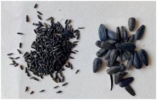 Two piles of black seeds on a white surface, one with smaller grains and the other with larger seeds.