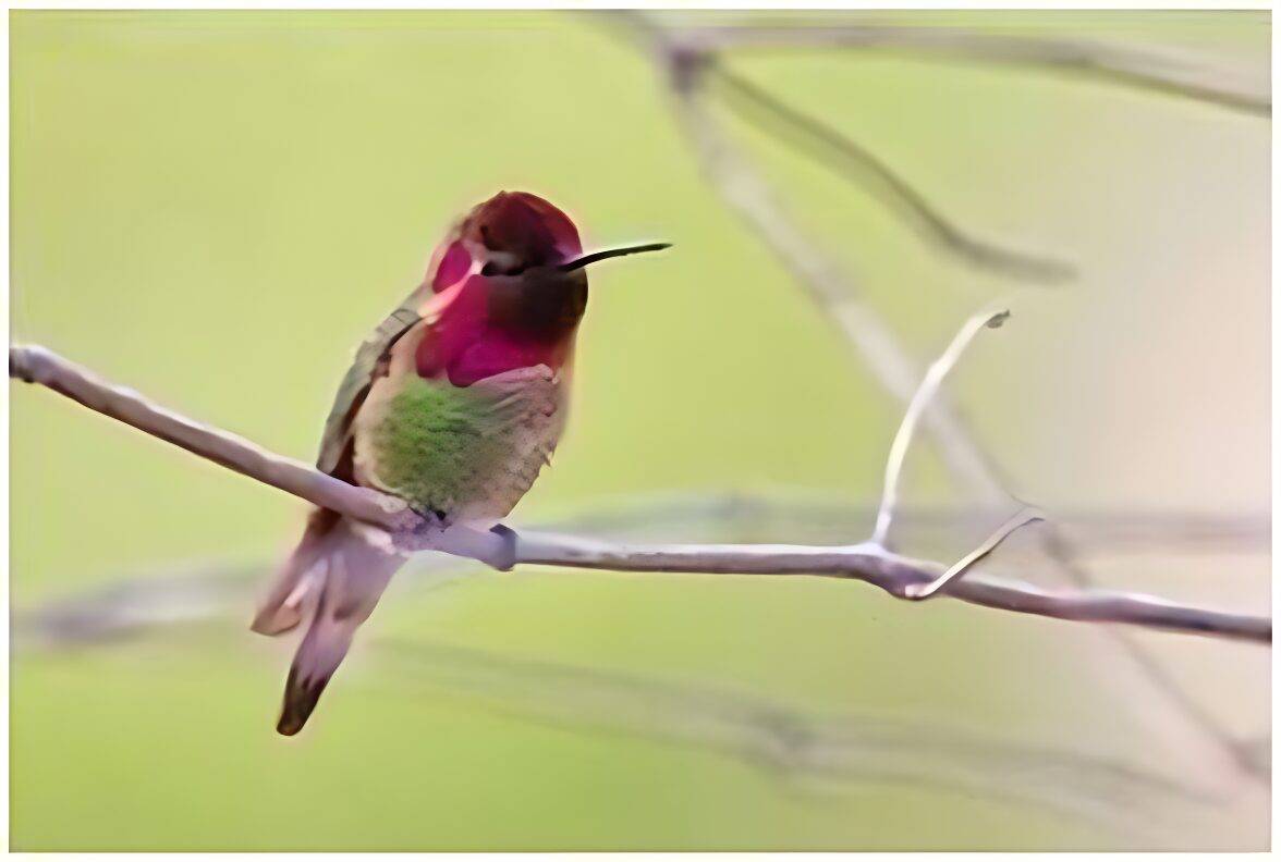 A colorful hummingbird perched on a thin branch.