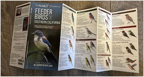 A detailed bird feeder guide for Southern California enthusiasts.