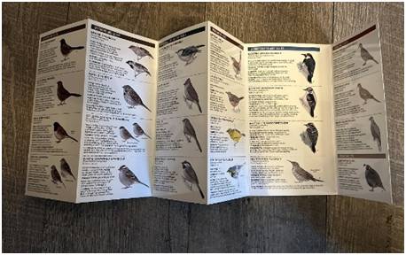 A detailed bird identification guide with illustrations and descriptions.