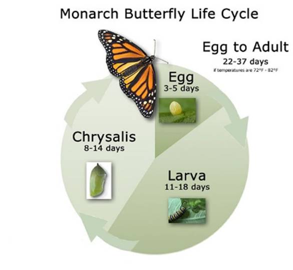 Diagram of the monarch butterfly life cycle stages.