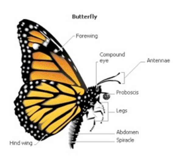 Diagram of a butterfly showing labeled body parts and wings.