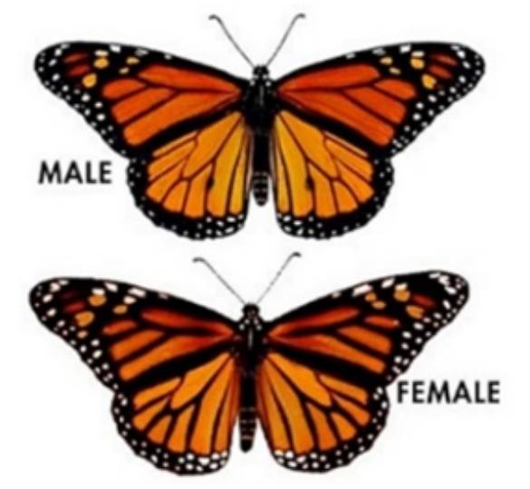 Comparison of male and female monarch butterflies showing wing differences.