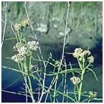 Green plants with small white flowers near water.