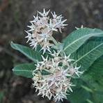 Close-up of two white and pink star-shaped flowers with green leaves.