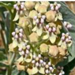 Close-up of a flowering plant with clusters of small, pale yellow and pink flowers.