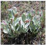 Cluster of woolly, silvery-green plants with reddish buds in dry grass.