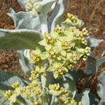 Cluster of small yellow flowers with fuzzy green leaves.