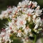 Close-up of delicate white and pink flowers clustered together.