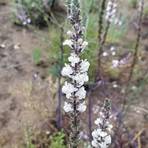 Close-up of a slender plant stem with white flowers in a natural setting.