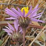 Close-up of purple wildflowers with yellow centers in a natural setting.