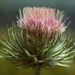 Close-up of a blooming thistle flower with pink petals.
