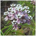 Close-up of white and purple wildflowers in nature.