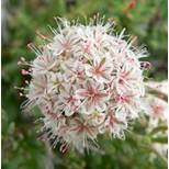 Close-up of a round cluster of small white and pink flowers.