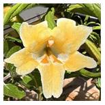Close-up of a delicate yellow flower with trumpet-shaped petals.
