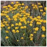 Cluster of small yellow flowers blooming on green stems.