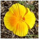 Close-up of a vibrant yellow flower blooming outdoors.
