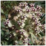 Cluster of small, pale purple and white flowers with dark centers.