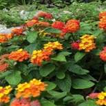 Lush green plants with vibrant orange and yellow flowers in a garden.