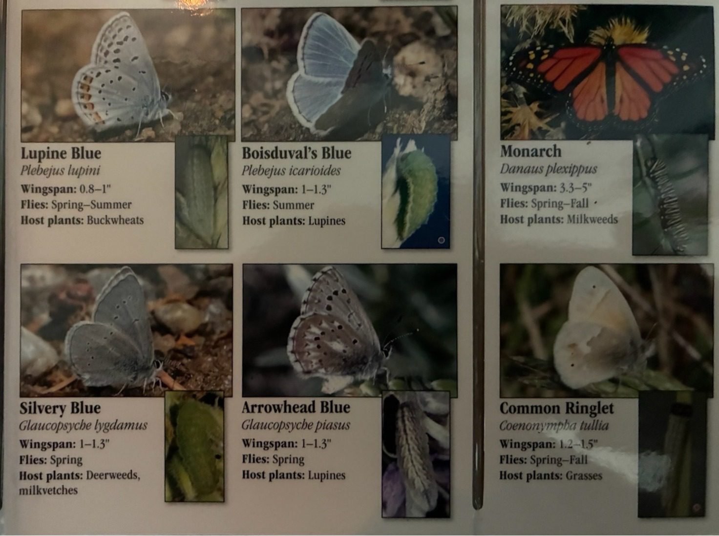 Six butterfly species cards showing images and details of butterflies.