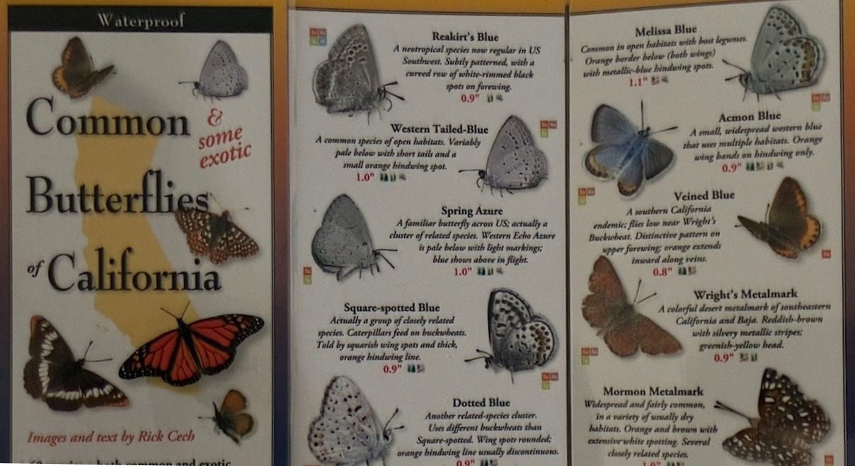 A detailed butterfly guide showing different species with images and descriptions.