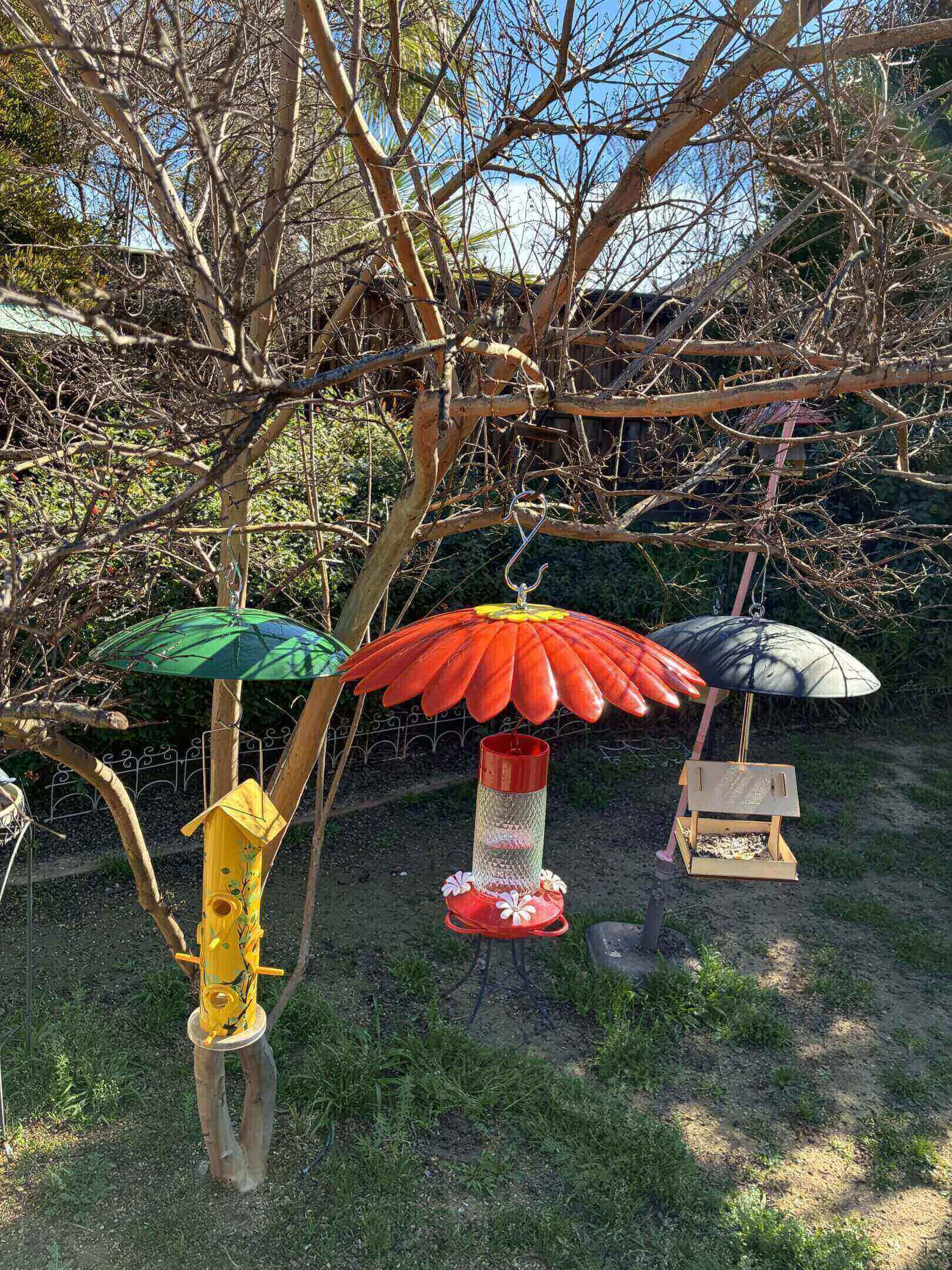 Three colorful bird feeders hanging from tree