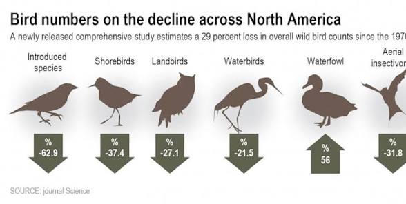 Bird population declines across North America infographic