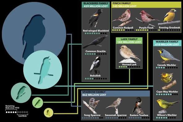 Infographic showing declining North American bird families