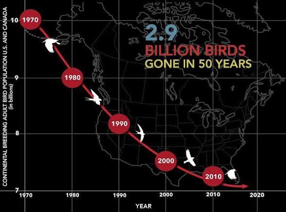 Graph: 2.9 billion North American birds gone