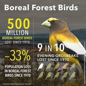 Infographic showing decline of boreal forest birds